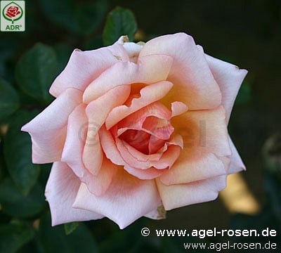 Bild der Rose 'Compassion' (Kletterrose)