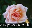 Bild der Rose 'Compassion' (Kletterrose)