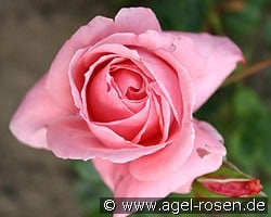 Coral Dawn (Kletterrose) Bild der Rose 'Coral Dawn' (Kletterrose)