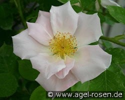 Cupid (Kletterrose) Bild der Rose 'Cupid' (Kletterrose)