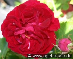 Danse de Sylphes (Kletterrose) Bild der Rose 'Danse de Sylphes' (Kletterrose)