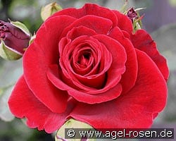 Don Juan (Kletterrose) Bild der Rose 'Don Juan' (Kletterrose)