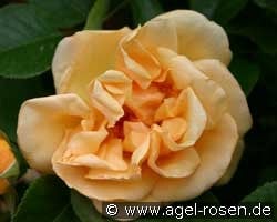 Dreaming Spires (Kletterrose) Bild der Rose 'Dreaming Spires' (Kletterrose)