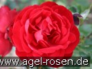 Bild der Rose 'Dublin Bay' (Kletterrose)