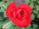 Dublin Bay (Kletterrose) Bild der Rose 'Dublin Bay' (Kletterrose)