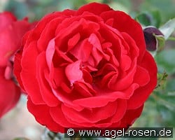 Dublin Bay (Kletterrose) Bild der Rose 'Dublin Bay' (Kletterrose)