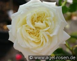 Elfe (Kletterrose) Bild der Rose 'Elfe' (Kletterrose)
