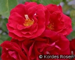 Flammentanz (Kletterrose) Bild der Rose 'Flammentanz' (Kletterrose)
