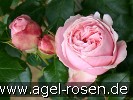 Bild der Rose 'Giardina' (Kletterrose)