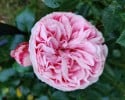 Giardina (Kletterrose) Bild der Rose 'Giardina' (Kletterrose)