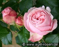Giardina (Kletterrose) Bild der Rose 'Giardina' (Kletterrose)