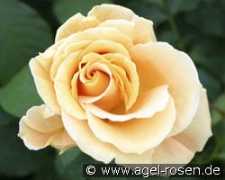 Goldener Olymp (Kletterrose) Bild der Rose 'Goldener Olymp' (Kletterrose)