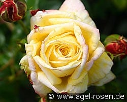 Goldfassade (Kletterrose) Bild der Rose 'Goldfassade' (Kletterrose)