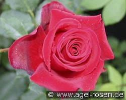 Grandessa (Kletterrose) Bild der Rose 'Grandessa' (Kletterrose)