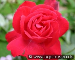 Gruß an Heidelberg (Kletterrose) Bild der Rose 'Gruß an Heidelberg' (Kletterrose)
