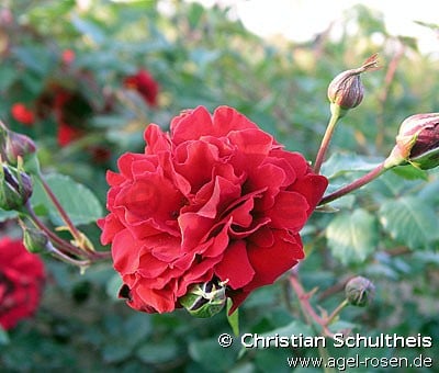 Guinée (Kletterrose) Bild der Rose 'Guinée' (Kletterrose)