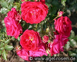 Hamburger Phönix (Kletterrose) Bild der Rose 'Hamburger Phönix' (Kletterrose)