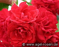 Heinfels (Kletterrose) Bild der Rose 'Heinfels' (Kletterrose)