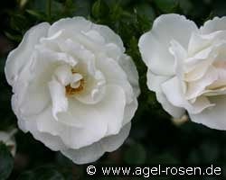 Hella (Kletterrose) Bild der Rose 'Hella' (Kletterrose)