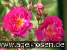 Bild der Rose 'Hermann Schmid' (Kletterrose)