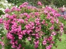 Hermann Schmid (Kletterrose) Bild der Rose 'Hermann Schmid' (Kletterrose)
