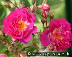 Hermann Schmid (Kletterrose) Bild der Rose 'Hermann Schmid' (Kletterrose)