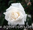 Bild der Rose 'Ilse Krohn superior' (Kletterrose)