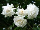 Ilse Krohn superior (Kletterrose) Bild der Rose 'Ilse Krohn superior' (Kletterrose)
