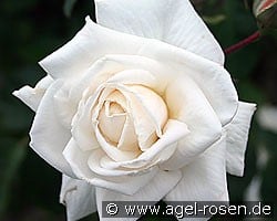 Ilse Krohn superior (Kletterrose) Bild der Rose 'Ilse Krohn superior' (Kletterrose)