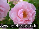 Bild der Rose 'Indra' (Kletterrose)