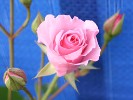 Indra (Kletterrose) Bild der Rose 'Indra' (Kletterrose)