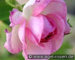 Jasmina (Kletterrose) Bild der Rose 'Jasmina' (Kletterrose)