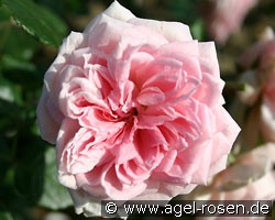 Katharina von Bora (Kletterrose) Bild der Rose 'Katharina von Bora' (Kletterrose)