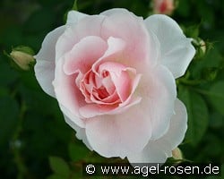 Kir Royal (Kletterrose) Bild der Rose 'Kir Royal' (Kletterrose)