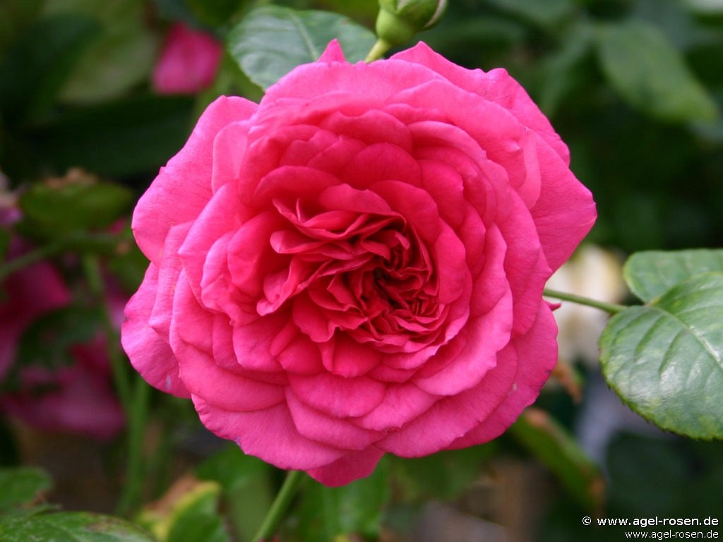 Laguna (Kletterrose) Bild der Rose 'Laguna' (Kletterrose)
