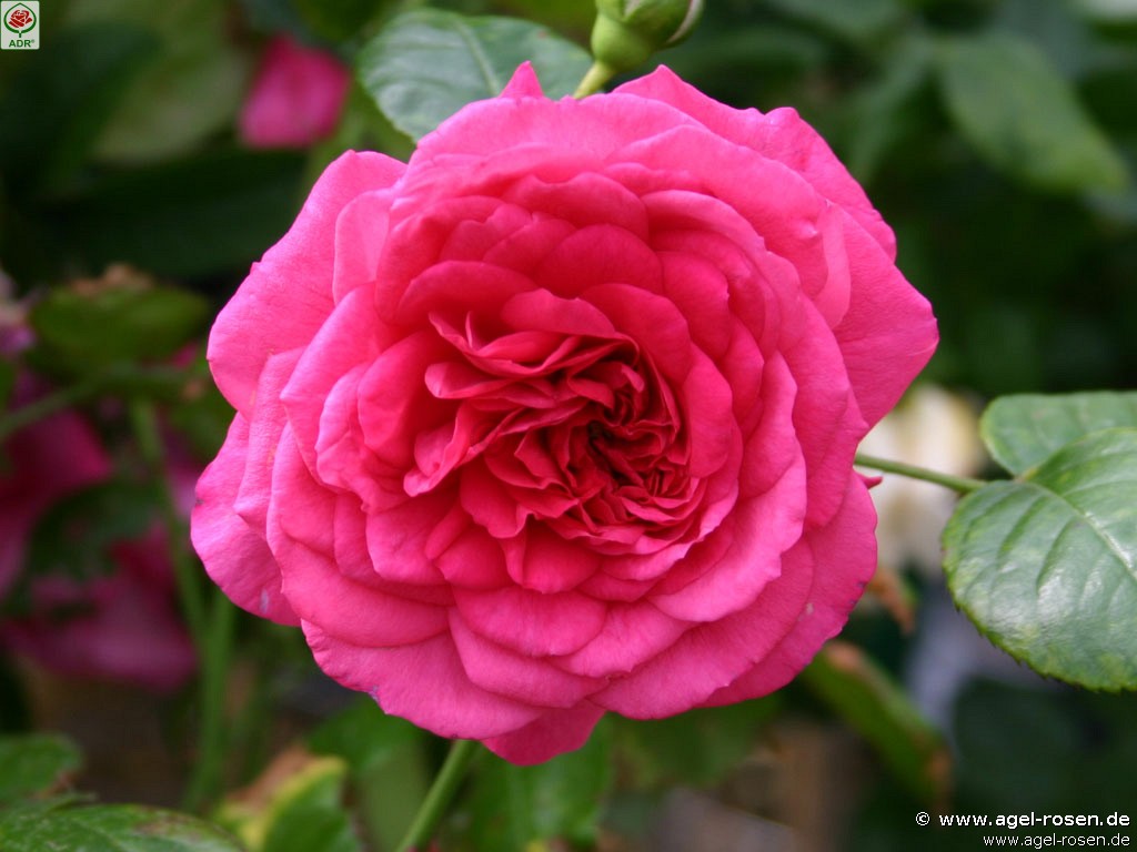 Bild der Rose 'Laguna' (Kletterrose)