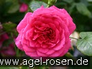 Bild der Rose 'Laguna' (Kletterrose)