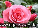 Bild der Rose 'Lawinia' (Kletterrose)