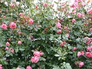 Lawinia (Kletterrose) Bild der Rose 'Lawinia' (Kletterrose)