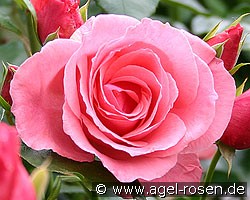 Lawinia (Kletterrose) Bild der Rose 'Lawinia' (Kletterrose)