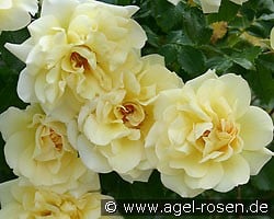Leverkusen (Kletterrose) Bild der Rose 'Leverkusen' (Kletterrose)