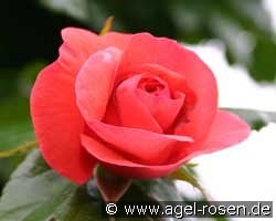 Maintower (Kletterrose) Bild der Rose 'Maintower' (Kletterrose)