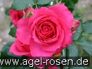 Bild der Rose 'Maritim' (Kletterrose)