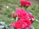 Maritim (Kletterrose) Bild der Rose 'Maritim' (Kletterrose)