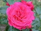 Maritim (Kletterrose) Bild der Rose 'Maritim' (Kletterrose)