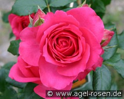 Maritim (Kletterrose) Bild der Rose 'Maritim' (Kletterrose)