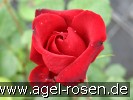 Bild der Rose 'Messire Delbard' (Kletterrose)