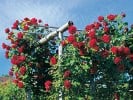 Messire Delbard (Kletterrose) Bild der Rose 'Messire Delbard' (Kletterrose)