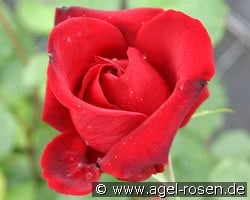 Messire Delbard (Kletterrose) Bild der Rose 'Messire Delbard' (Kletterrose)