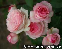 Mini Eden (Kletterrose) Bild der Rose 'Mini Eden ' (Kletterrose)
